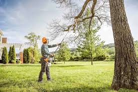 Best Tree Trimming and Pruning  in August, CA